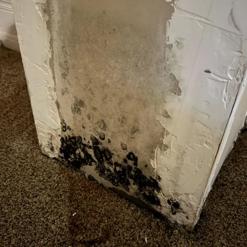 Professional Mold Removal in Harrison, MI
